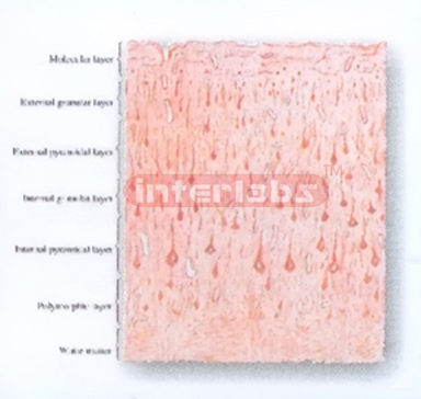 HUMAN MODEL OF LAYERED STRUCTURE OF CEREBRAL CORTEX